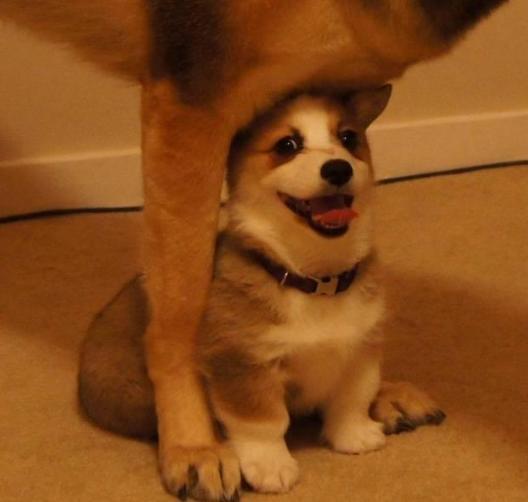 因为狗狗皮肤过敏：宠物护理人员的专业建议